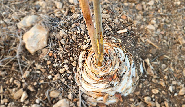 צילום: ארכיון הצילומים של קקל