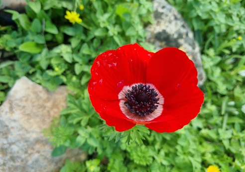 כלנית ביער קרית אתא