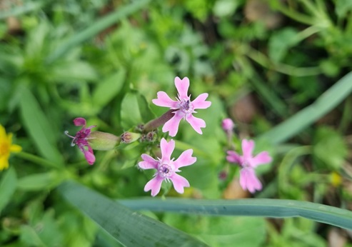 פריחה ביער קרית אתא