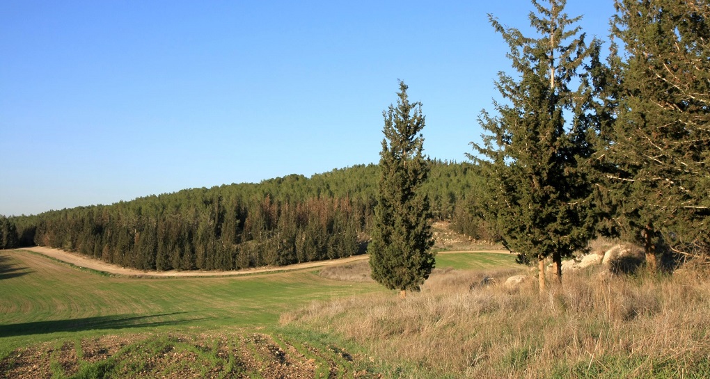 יער המגינים/ צילום: יעקב שקולניק, ארכיון הצילומים של קק"ל