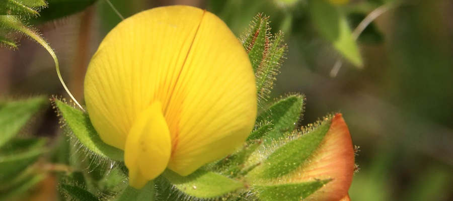 שברק מצוי בחורשה. צילום: יעקב שקולניק, ארכיון הצילומים של קק"ל