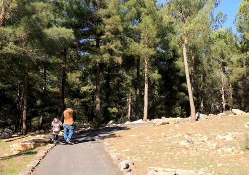 מטיילים ביער. צילום: יעקב שקולניק, ארכיון הצילומים של קק''ל