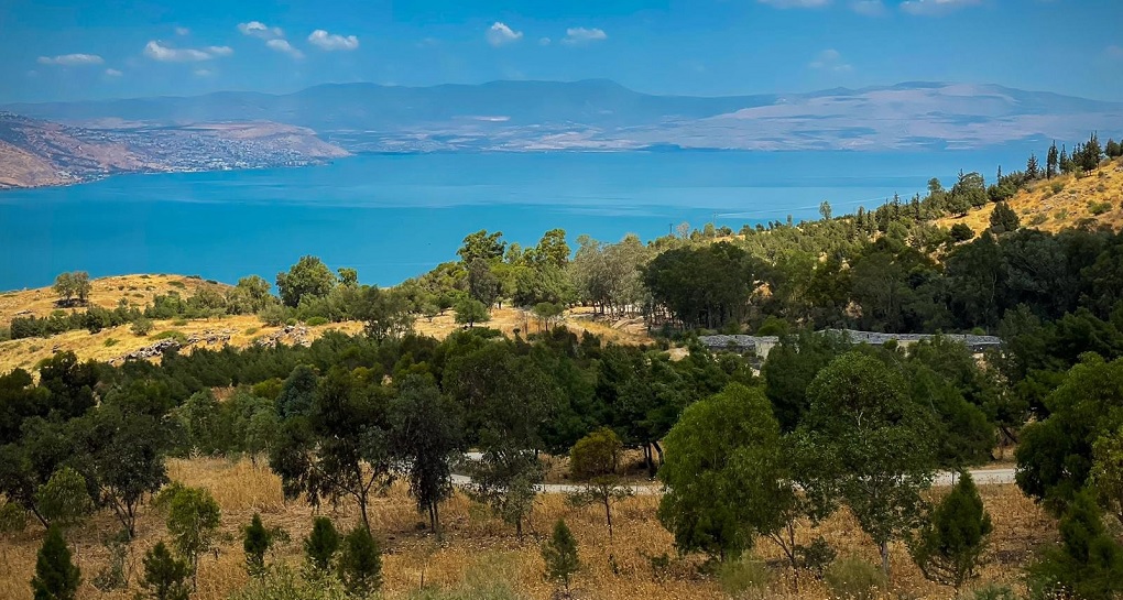 יער מבוא חמה, דרום רמת הגולן. צילום: אמיר הרמס