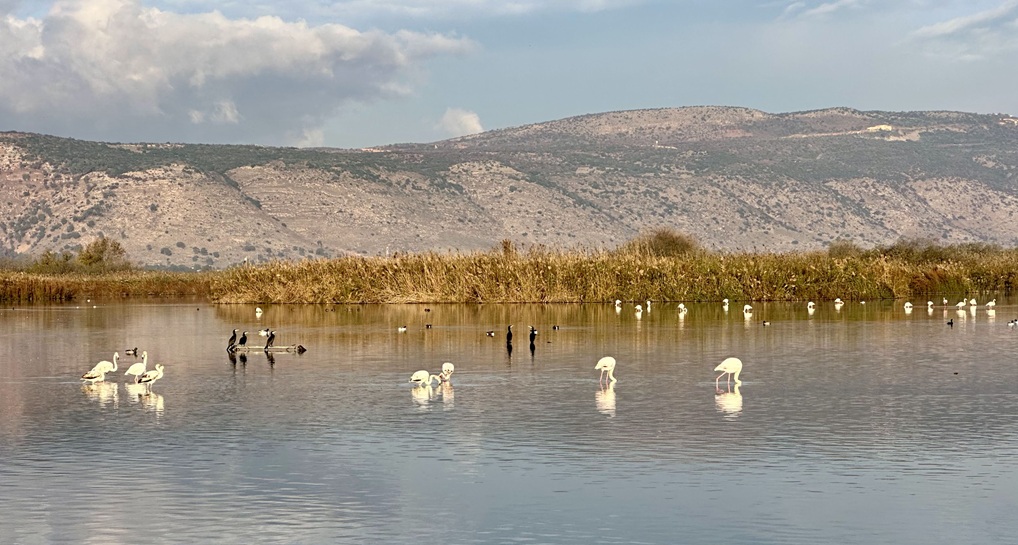 אגמון החולה קק"ל. צילום: בוני שיינמן, קק"ל