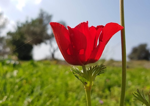 כלנית מצויה. צילום: נטע מזרחי, קק"ל