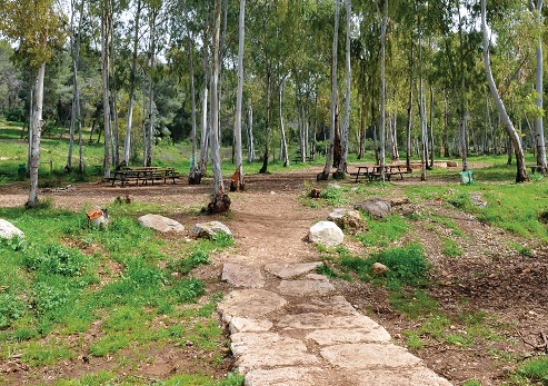 יער חורשים. צילום: מיכאל חורי, ארכיון הצילומים של קקל