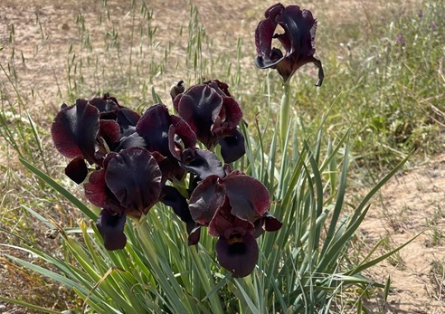 איריס שחום. צילום: אורנית גינת, קקל