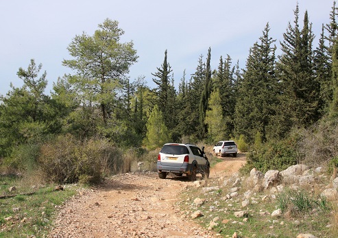 ג'יפים מטיילים ביער. צילום: יעקב שקולניק, ארכיון הצילומים של קקל