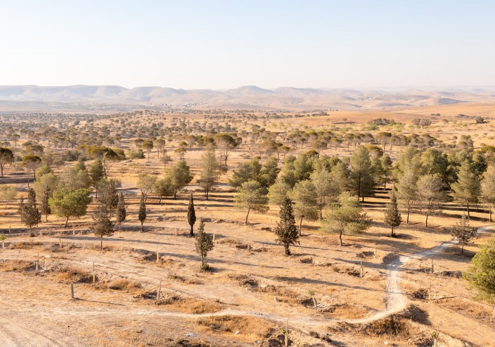 יער מיתר. צילום: אורנית גינת, קקל