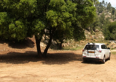 אלון מצוי גדול בצומת המוביל לעין נקופה. צילום: יעקב שקולניק, ארכיון הצילומים של קקל