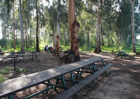 יער פולג, החניון הצפוני. צילום: יעקב שקולניק, ארכיון הצילומים של קקל