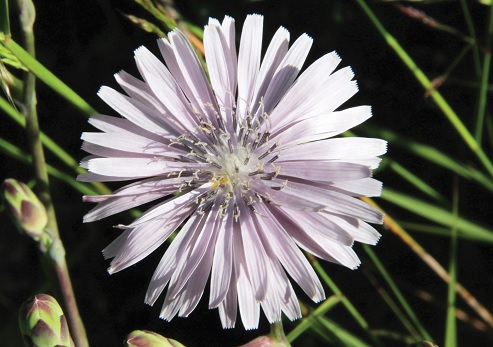 חסה כחולת פרחים בהר חרת