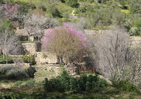 שביל השומרות, עין ביכורה. צילום: בלה נודלמן, קק"ל