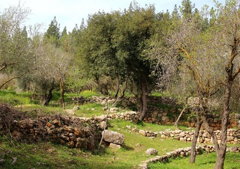 טרסות עתיקות. צילום: יעקב שקולניק, ארכיון הצילומים של קק''ל