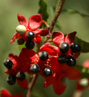 אוכנה מסורית. סתריה. צילום: סימה קגן