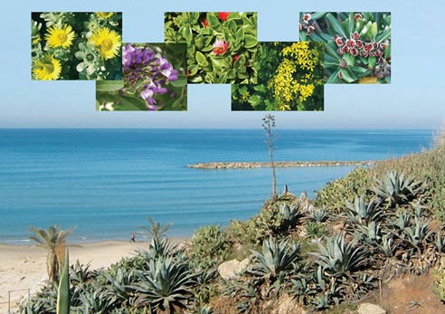 עטיפת החוברת "צמחי גן לחוף הים"