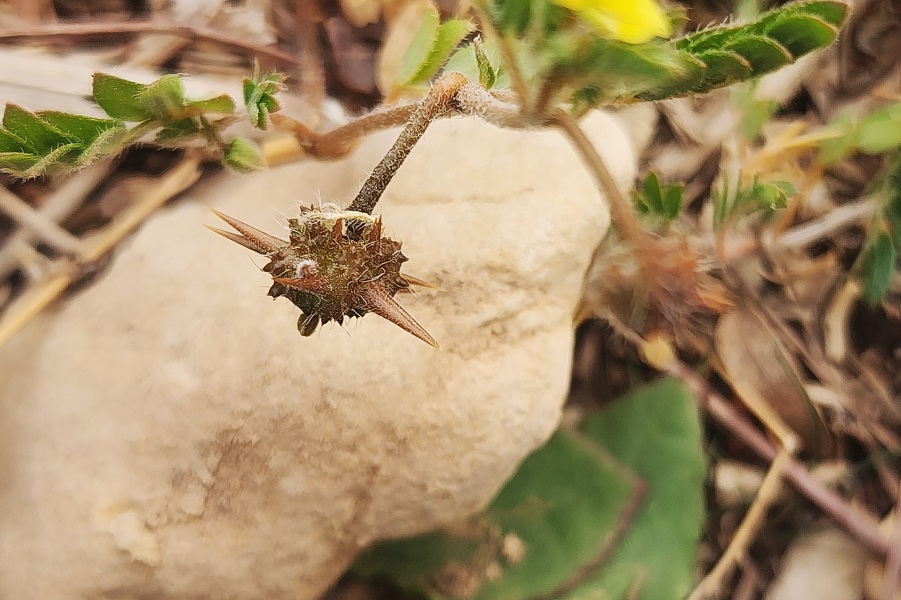 קוטב מצוי. צילום: איתן שפירא