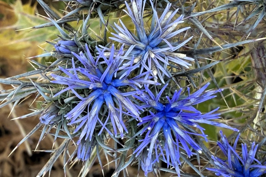 נעצוצית סבוכה. צילום: ירון וול