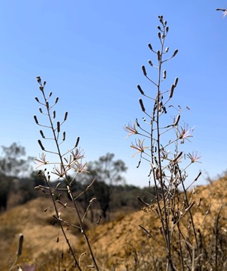 חצב גלוני בפריחה. צילום: ירון וול