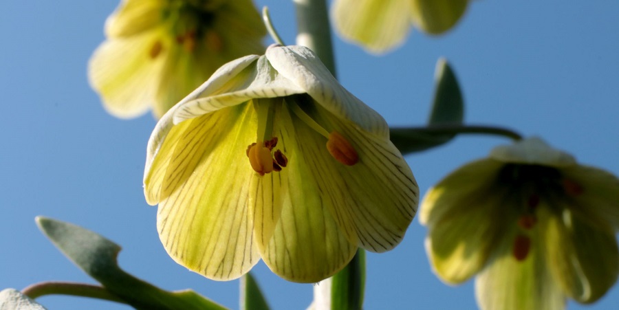 פרח במבט מלמטה. צילום יעקב שקולניק