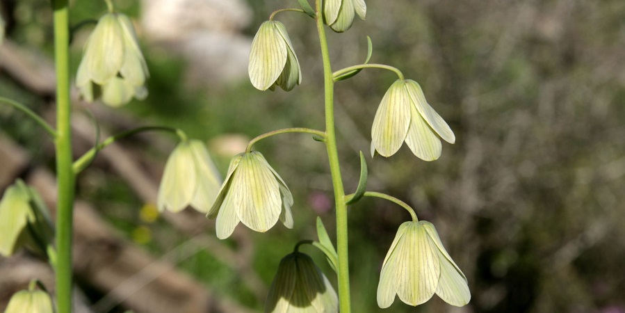 גביעונית מהר יצפור. צילום: יעקב שקולניק