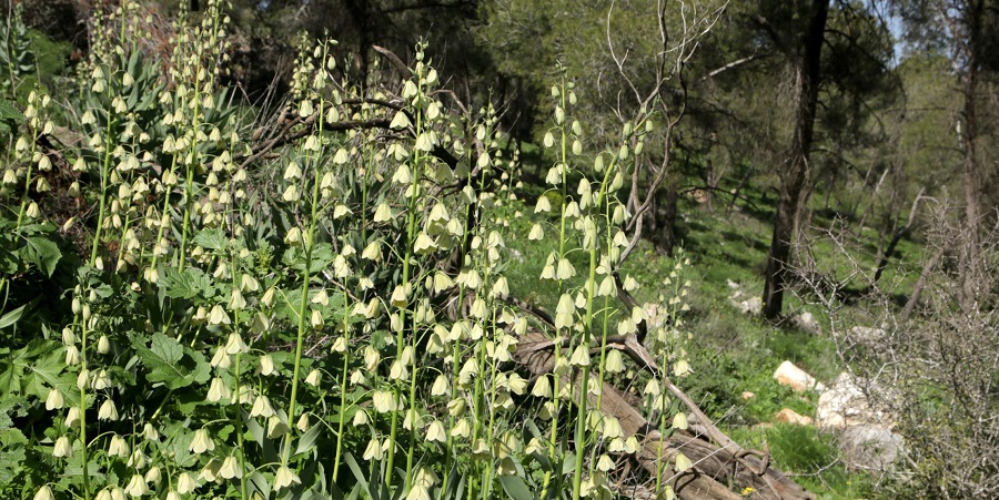 קבוצת גביעוניות ליד מעלה גלבוע. צילום: יעקב שקולניק