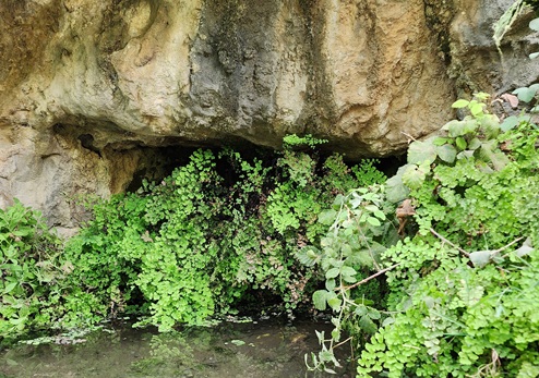 בית גידול לח. עינות בוקר ביער הקדושים. צילום: דניס לוז'קובוי