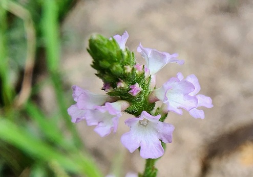 צמחי גדות-ורבנה רפואית בעיינות בוקר ביער הקדושים. צילום: דניס לוז'קובוי
