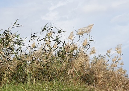 קנה מצוי. צולם בגדה של תעלה חקלאית באזור נווה מבטח. צילום: דניס לוז'קובוי