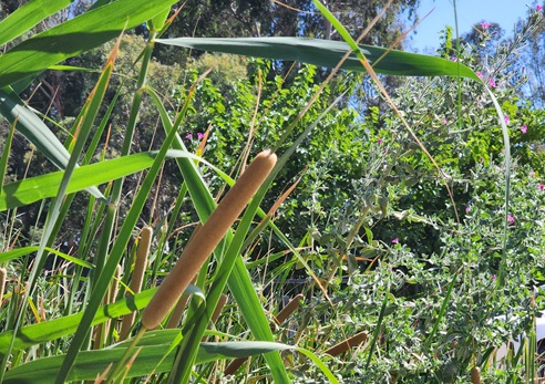 צמח גדות - סוף מצוי. צולם בפארק מעיינות אורי וישעי. צילום: דניס לוז'קובוי