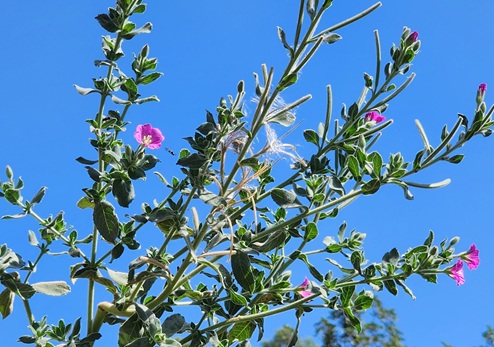 צמחי גדות-ערברבה שעירה. צולם בפארק מעיינות אורי וישעי. צילום: דניס לוז'קובוי
