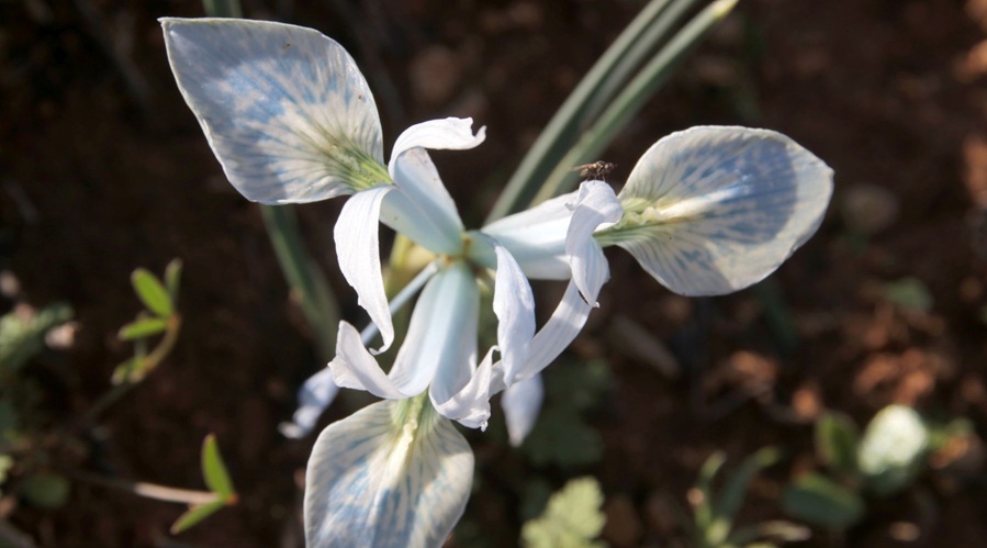 איריס הסרגל - תקריב פריחה. צילום: יעקב שקולניק, קק"ל