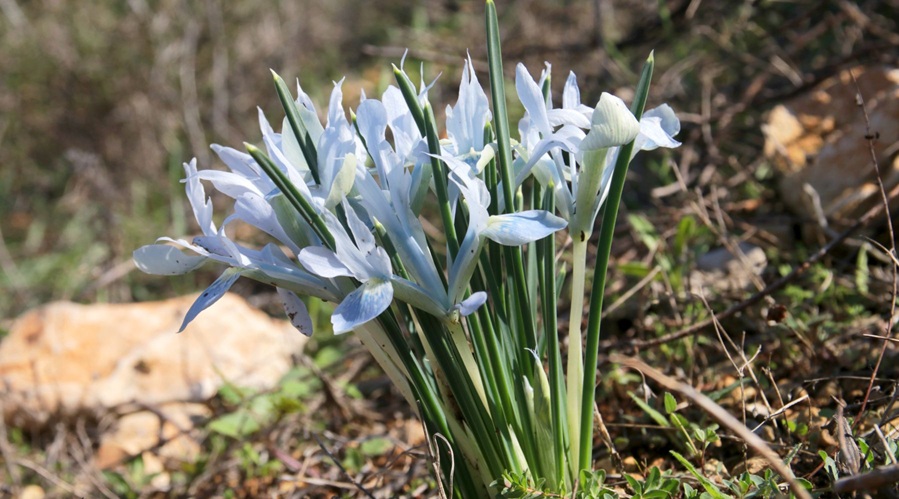 איריס הסרגל בפריחה. צילום: יעקב שקולניק, קק"ל
