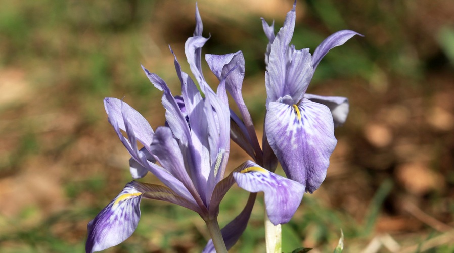 כחול עמוק. איריס הסרגל בכרמל. צילום: יעקב שקולניק, קק"ל
