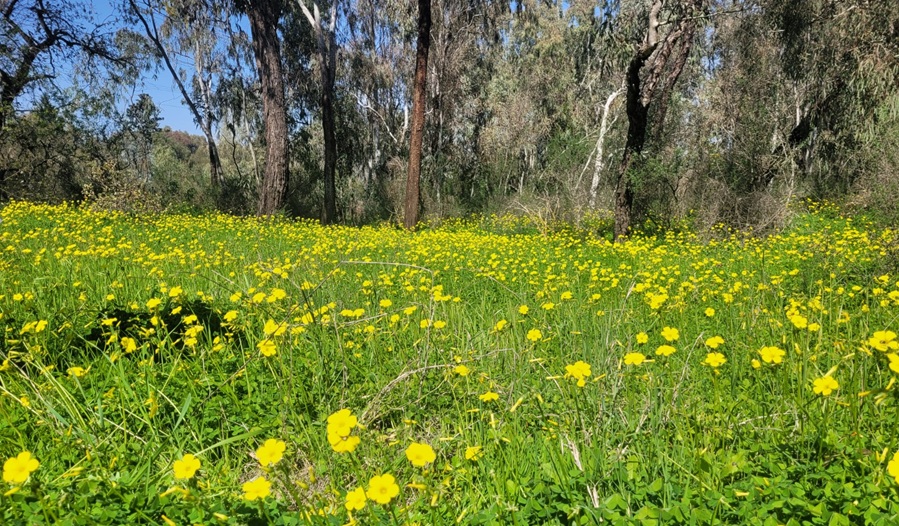 צילום: עודד כהן