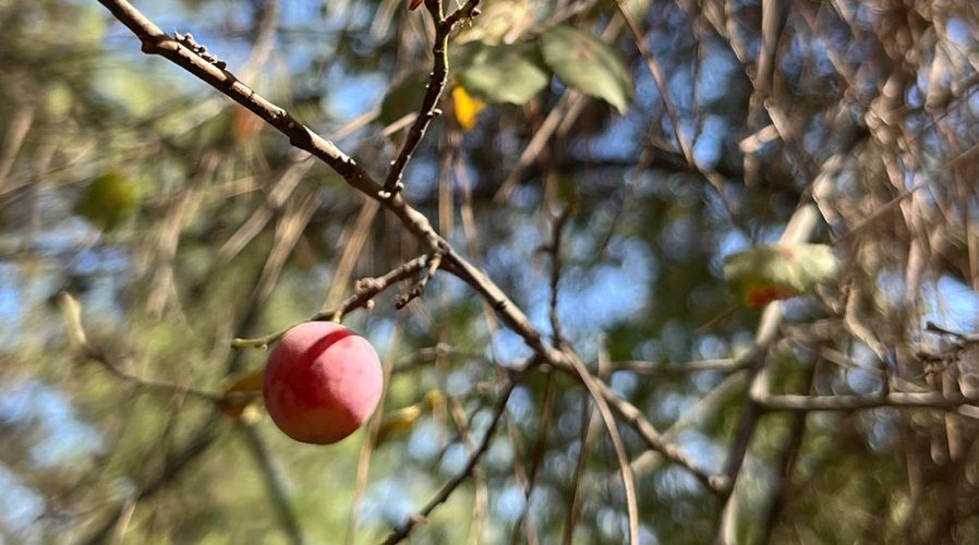 צילום: אלמוג רם