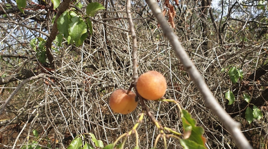 צילום: אלמוג רם