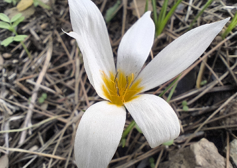כרכום חורפי - יער הקדושים. צילום: איל שפירא