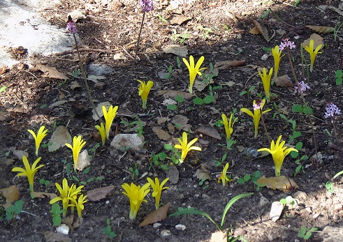 מקבץ חלמונית זעירה בשיא פריחה - גבעת עדה. צילום: נעם עביצל