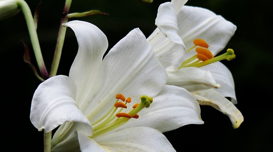 שושן צחור. צילום אלי ליבנה