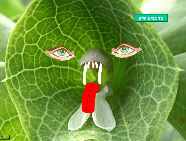 משנכנס אדר מרבין בשמחה!!!