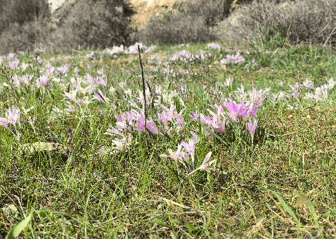 מרבדי סתווניות - תל כסלון. צילום: איל שפירא