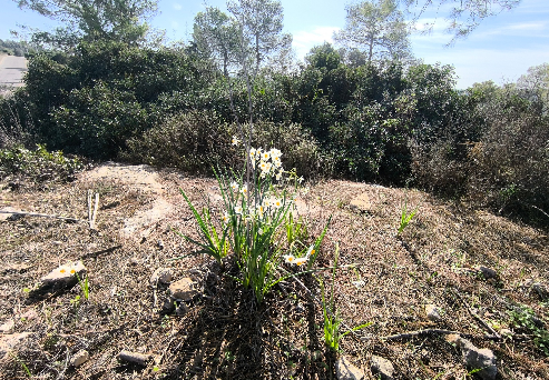 נרקיס מצוי - יער הקדושים. צילום: איל שפירא