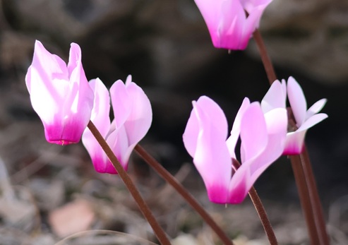 רקפת מצויה זן סתווי - חרבת חנות