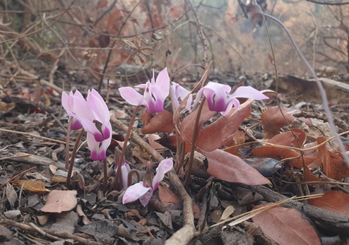 רקפת מצויה זן סתווי - סמוך לעיינות בוקר