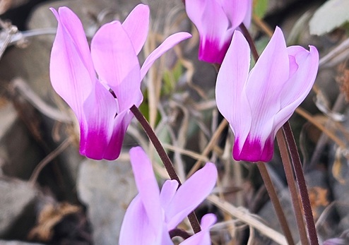 רקפת מצויה זן סתווי - תקריב פריחה - חרבת חנות