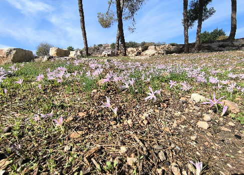 שפע סתווניות - תל כסלון. צילום: איל שפירא