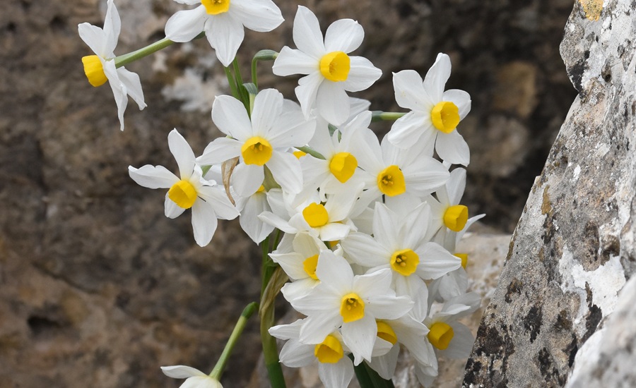 נרקיס מצוי - בנוף. צילום: אוהד בנימיני