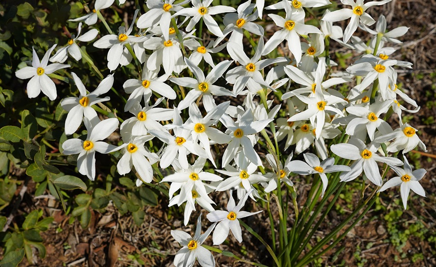 נרקיס סתווי - שיא פריחה. צילום: נעם עביצל