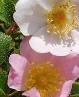 צילום: © אורי פרגמן-ספיר